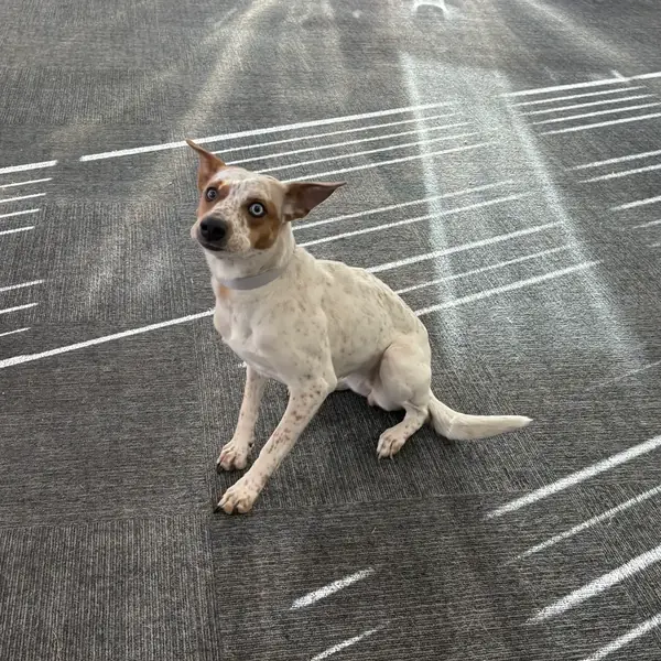 Boarding guest at K9 Rox Club Las Vegas